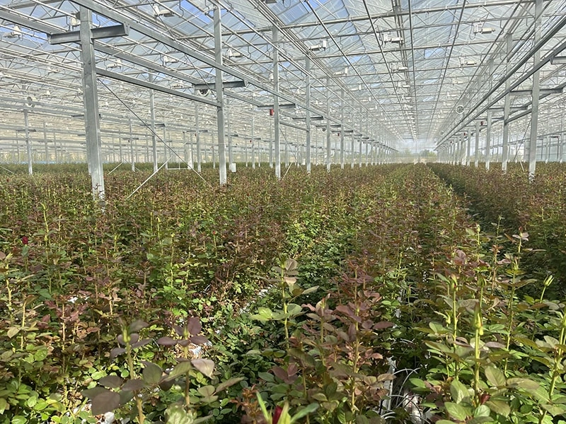 Application of Hydroponic Systems in Modern Greenhouses