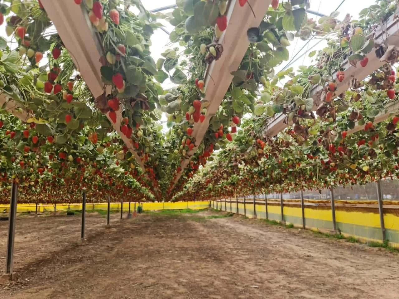 Greenhouse Cultivation of Tropical Fruit 