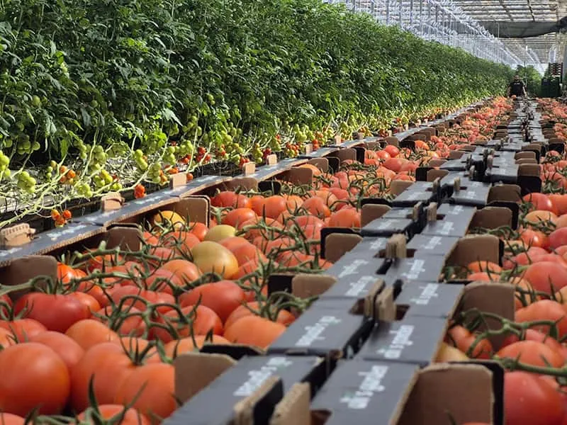 Excited to share my insights on high tunnel greenhouses! 