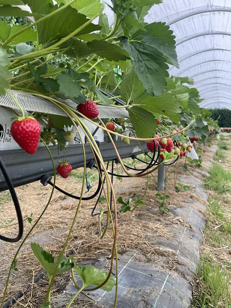 When it comes to choosing the right greenhouse plastic film