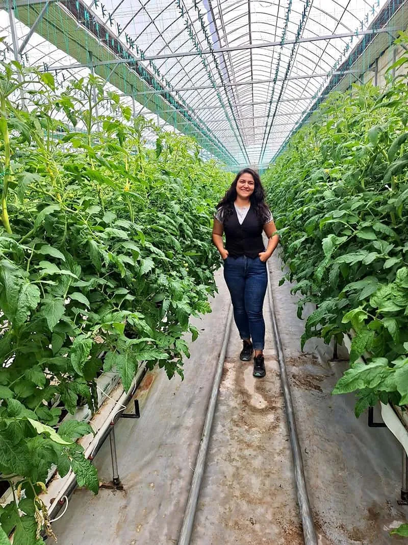 A well-designed ventilation system is the “hidden motor” of a modern vegetable greenhouse