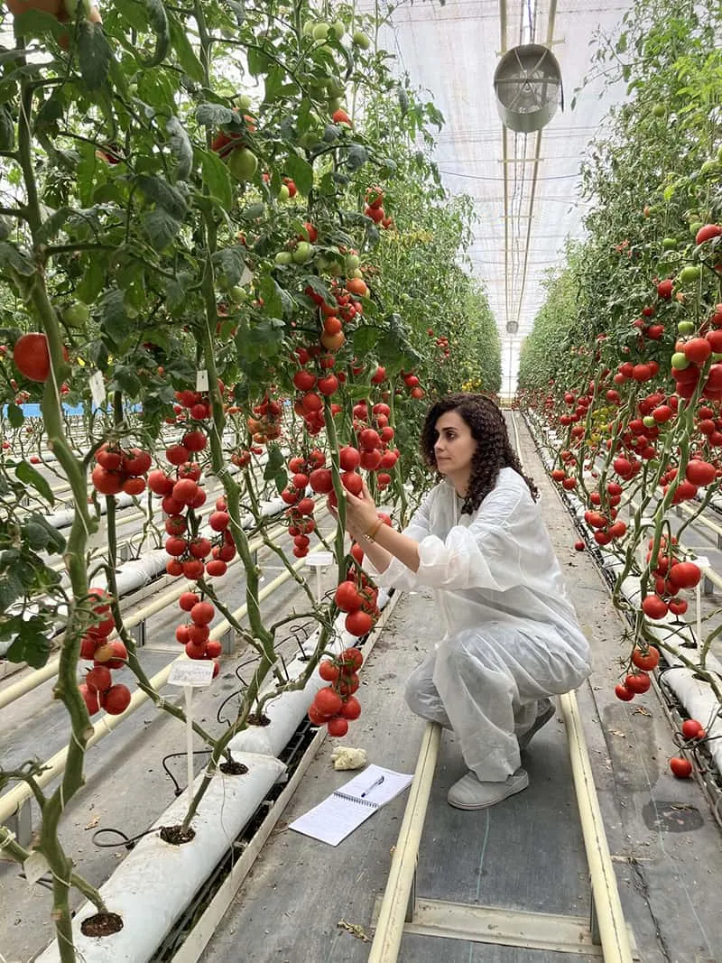 Selecting a covering material for a vegetable greenhouse is a strategic decision that directly determines how much light reaches the crop