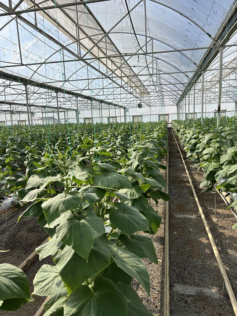 When commercial growers need a greenhouse that can be erected quickly