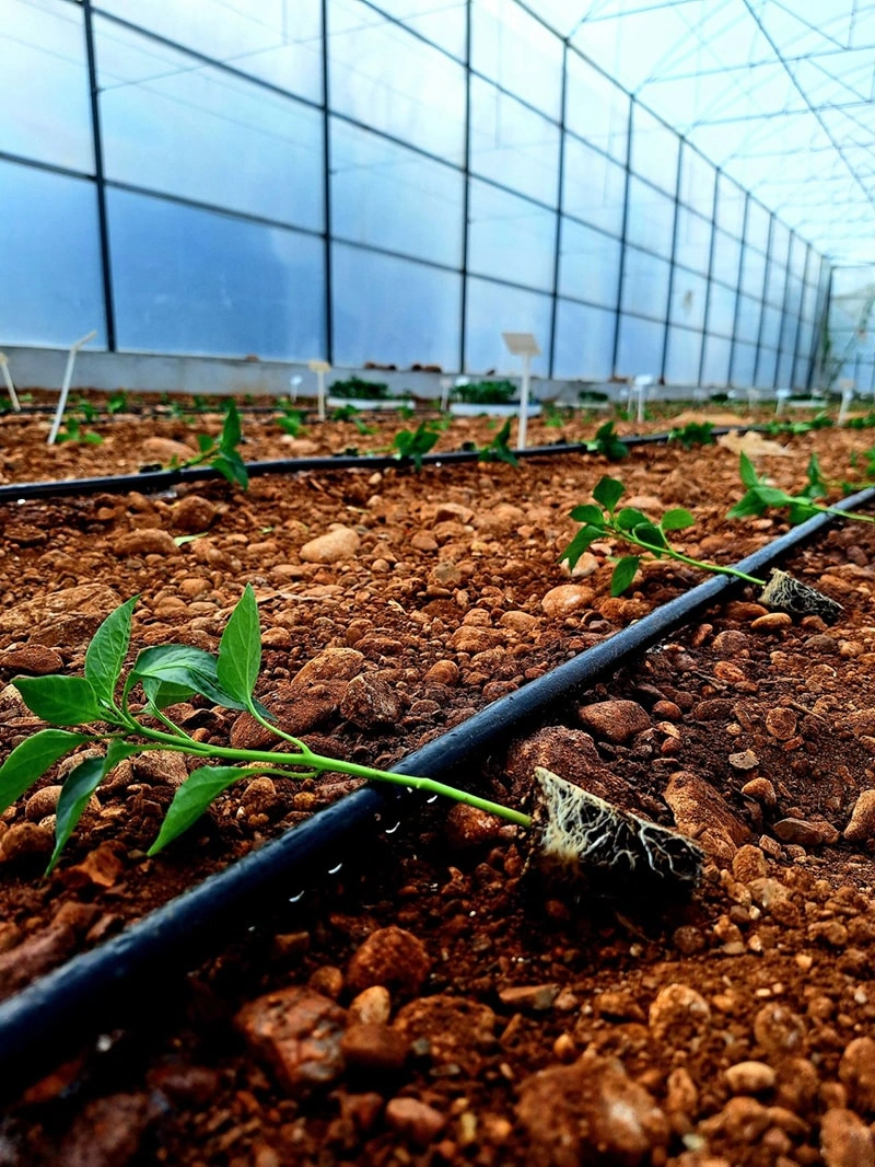 Frequently Asked Questions – Glass Greenhouse & Indoor Farming Solutions
