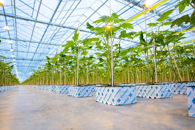 Venlo greenhouse originated in the Netherlands in the 1950s and has since become the most widely copied glass-house concept on earth