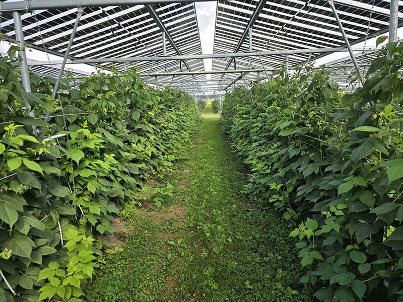 Why plastic greenhouse tunnels are usually fitted with insect nets 