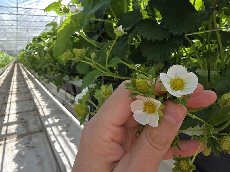 Soilless Agriculture: The Future of Modern Greenhouse Farming