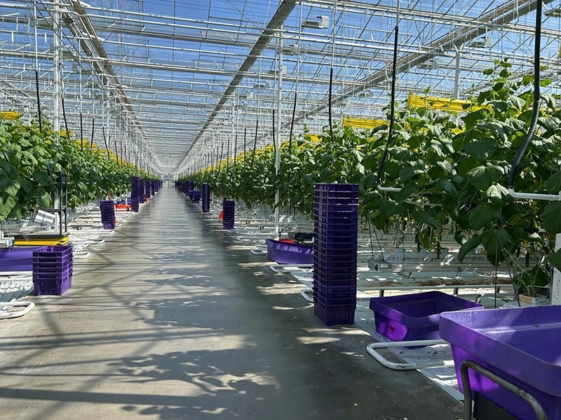 Frank and Ruineng 3000m² Greenhouse Project in Xinjiang