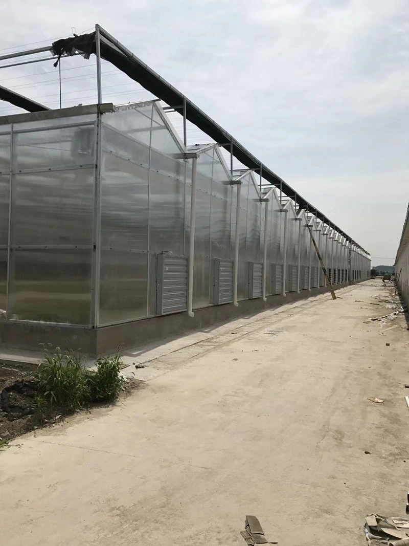Building Greenhouses: Where Precision Planning Meets Agricultural Transformation