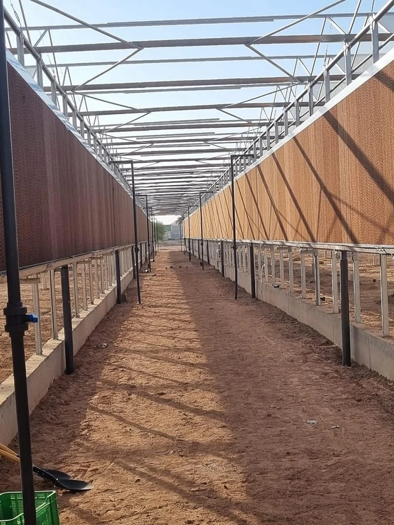 Expanding Horizons: Ruineng Greenhouse Showcases Large-Scale Commercial Solutions at the 42nd Saudi Agriculture Exhibition