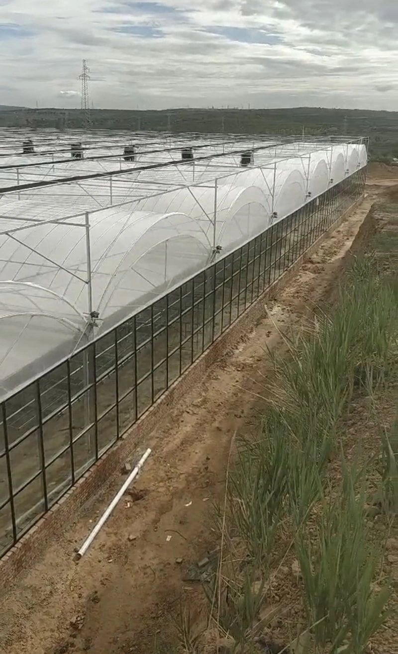 The Pivotal Role of Greenhouse Monitoring Systems in Modern Protected Agriculture