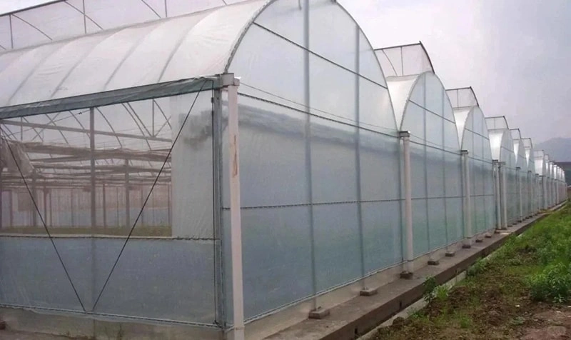 Smart Greenhouse Technology Empowers Summer Tomato Cultivation