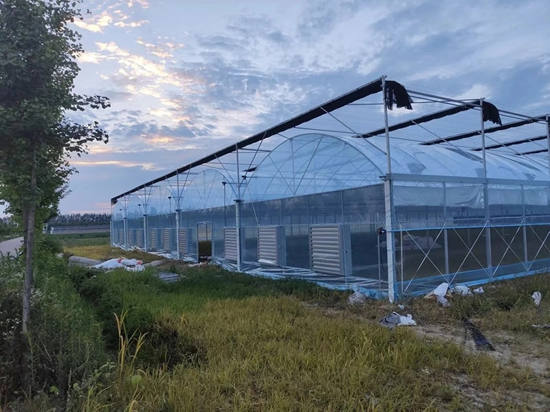A greenhouse, often referred to as a glasshouse or polyhouse