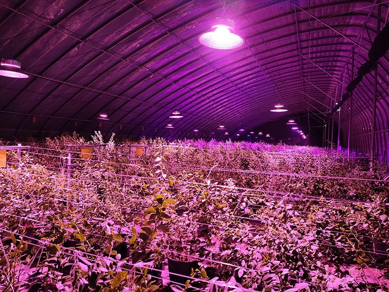 Greenhouse thermal blankets