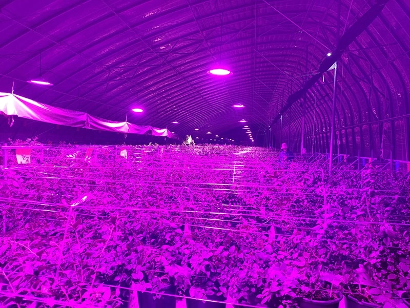 Greenhouse fasteners