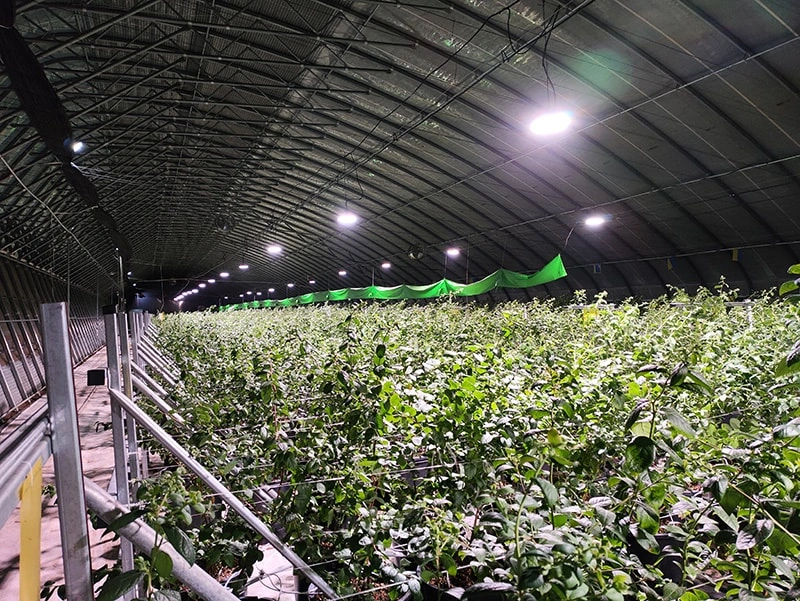 Vegetable and Flower Greenhouses