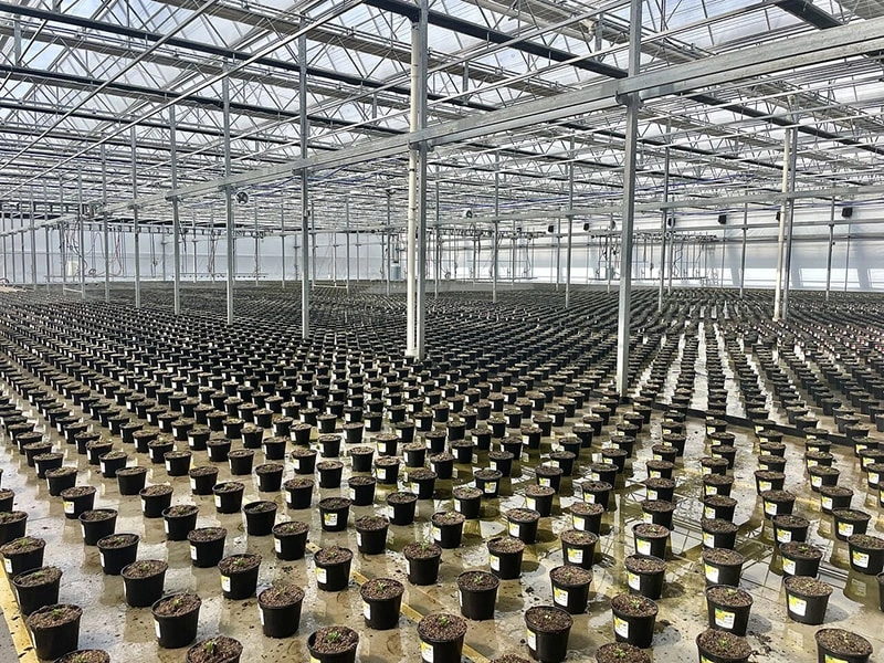 Your Trusted One-Stop Greenhouse Partner for Modern Agriculture