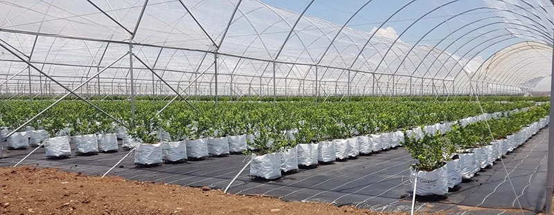 Your Trusted One-Stop Greenhouse Partner for Modern Agriculture