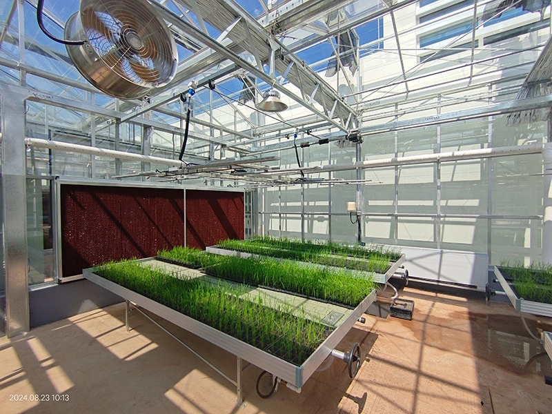 Seegree LED Grow Lights Empower Modern Agriculture in Georgia Ruineng Greenhouse Project