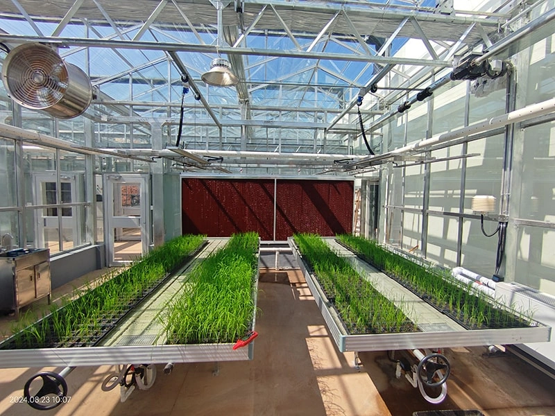 Seegree LED Grow Lights Empower Modern Agriculture in Georgia Ruineng Greenhouse Project