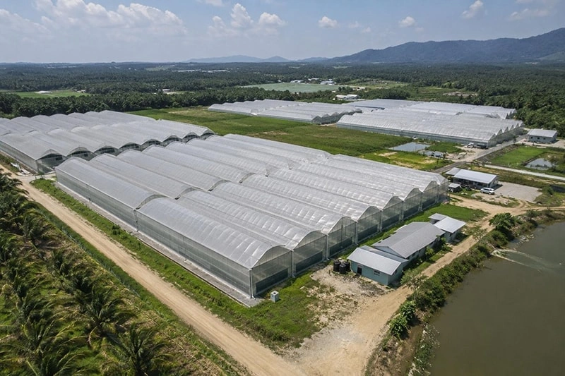 Garden Greenhouse: Comprehensive Introduction for Backyard & Small Commercial Cultivation